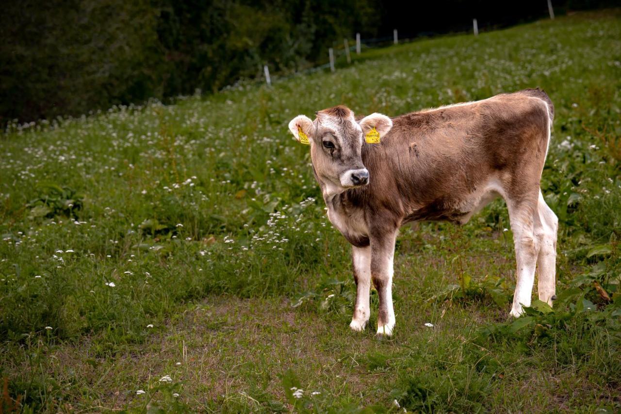 Stillehof - Ferienwohnungen Auf Dem Bauernhof- Suedtirol Bressanone Zewnętrze zdjęcie